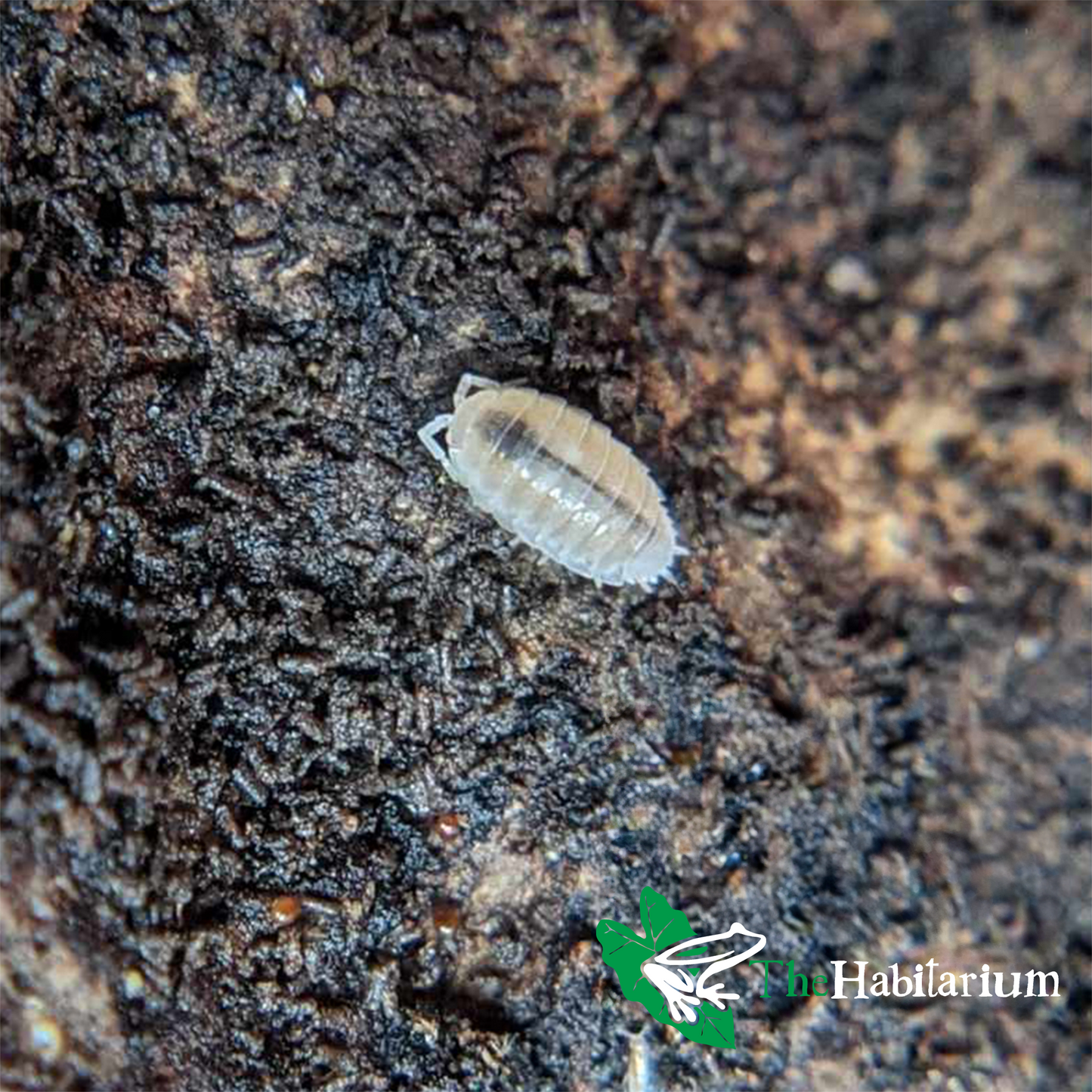 Dwarf White Isopods