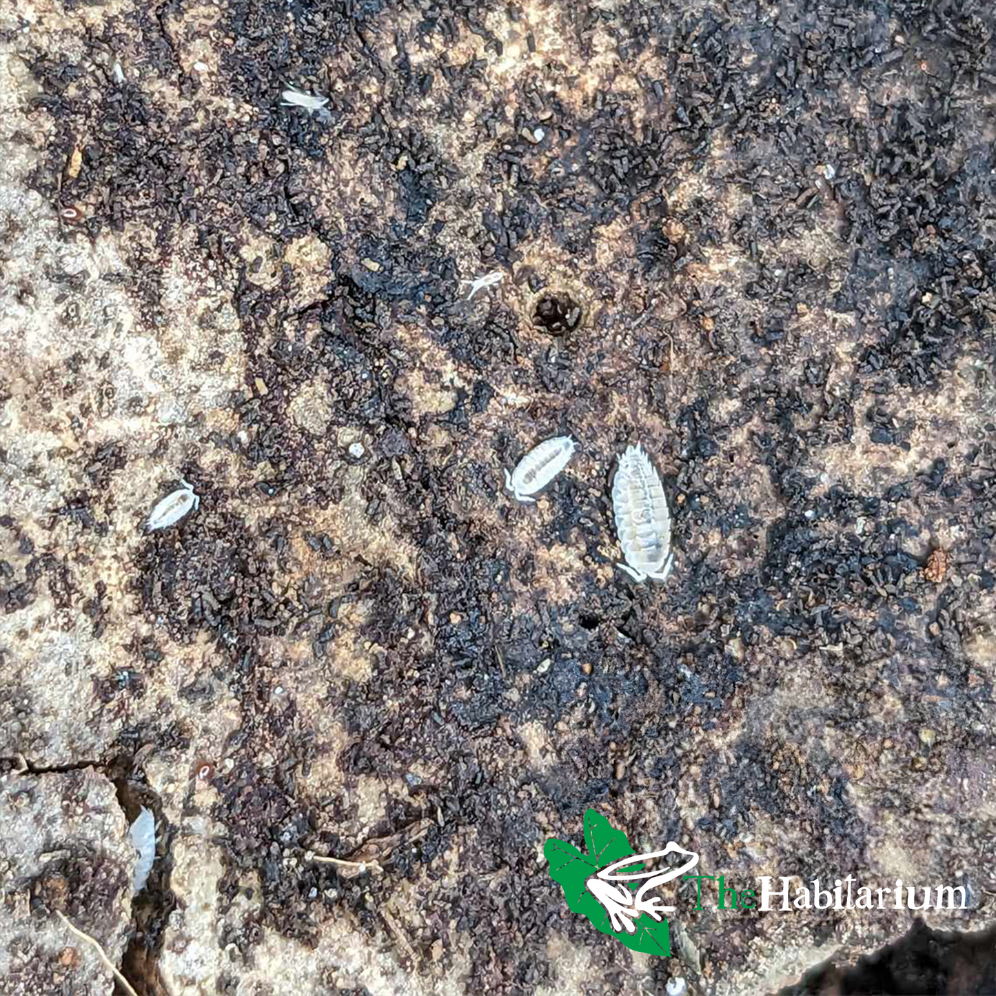 Dwarf White Isopods