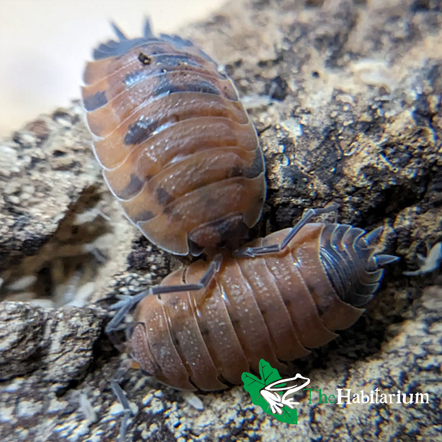 Lava Isopods