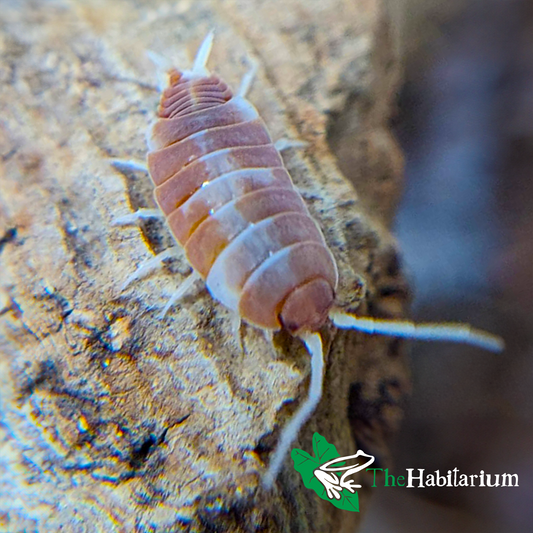 Orange Cream Isopods