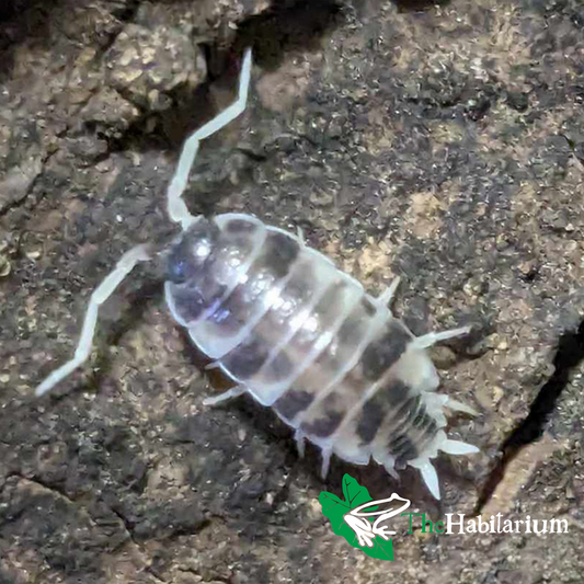 Oreo Crumble Isopods