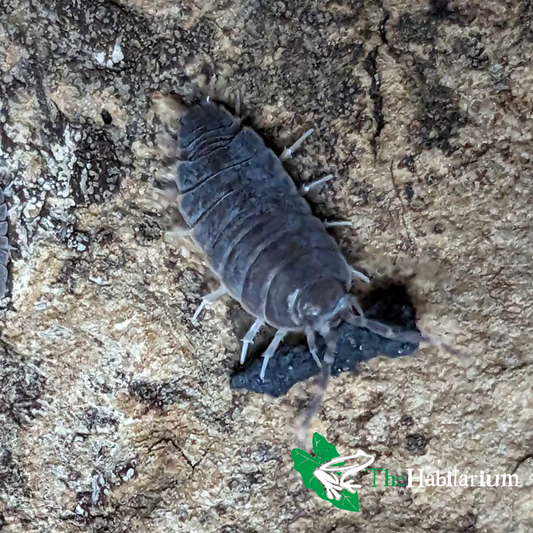 Powder Blue Isopods