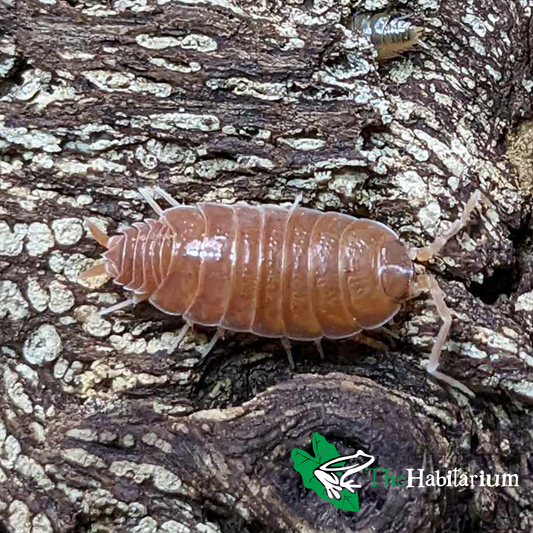 Powder Orange Isopods