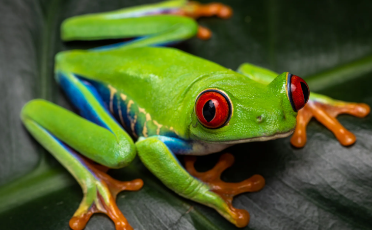 Green Red Eyed Tree Frog