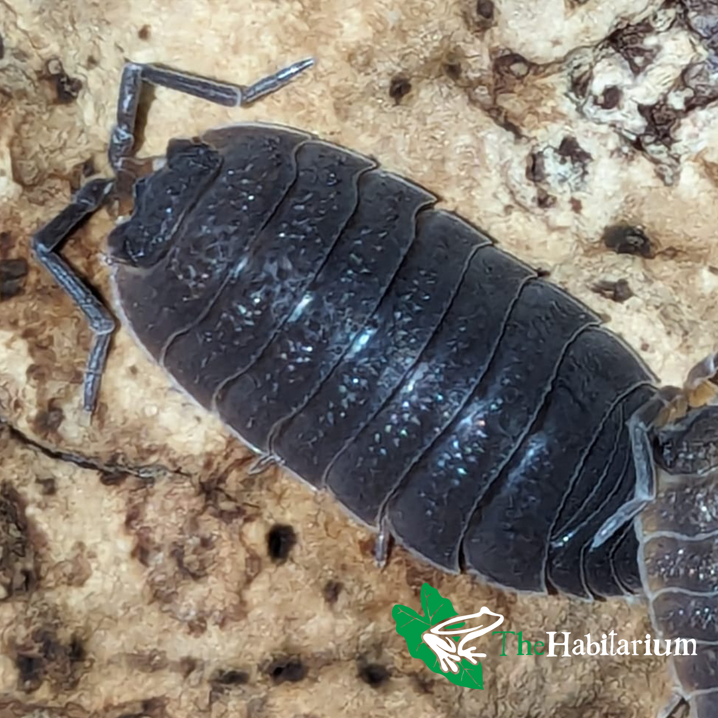 Wild Rough Isopods