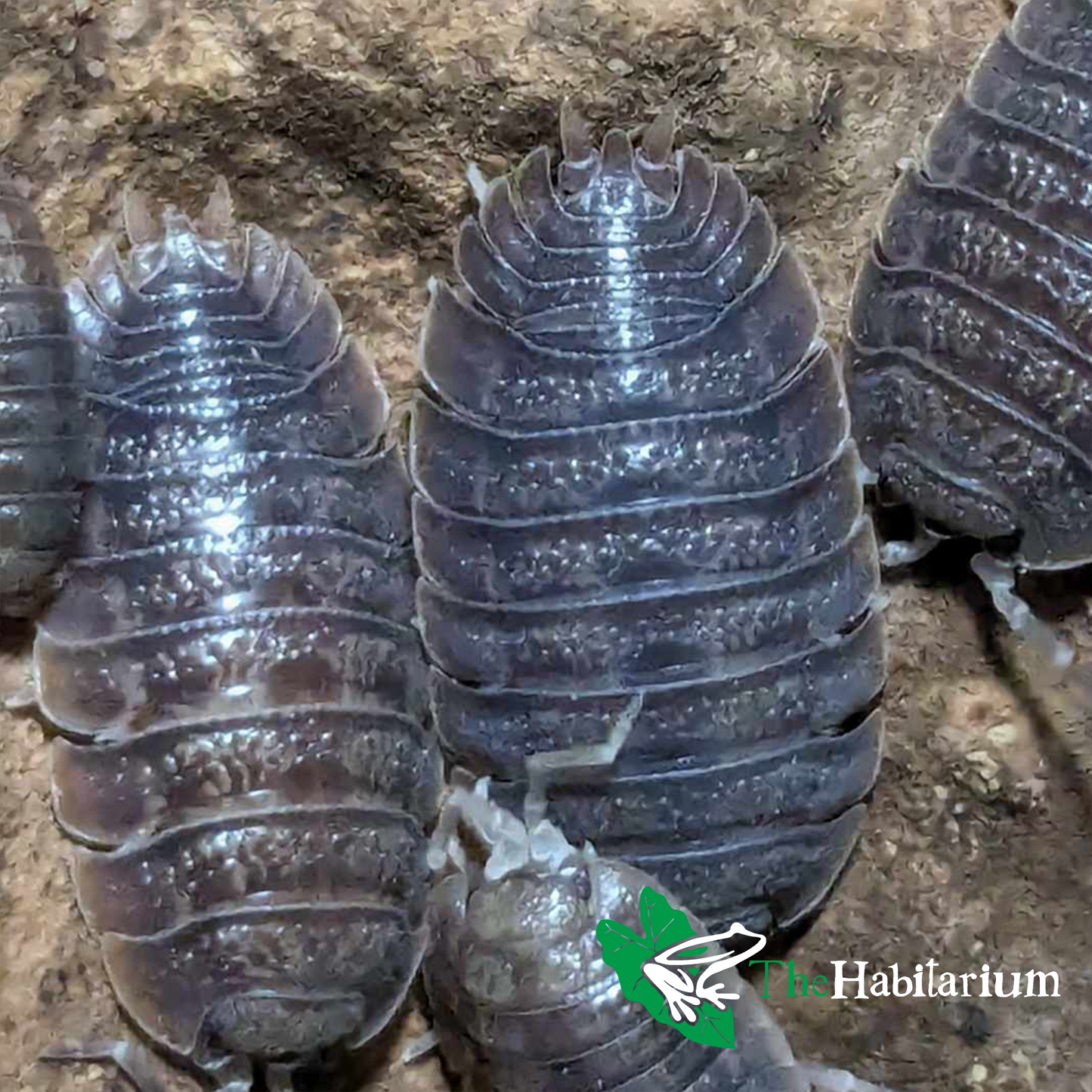 Wild Rough Isopods